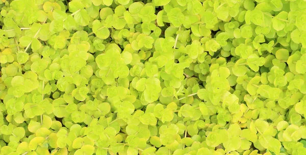 Verse Groene Jonge Bladeren Het Voorjaar Textuur Achtergrond Voor Ontwerp — Stockfoto