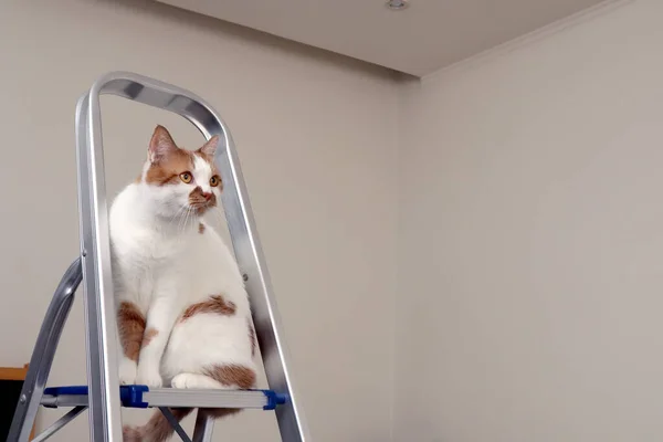 Gato Mascota Rojo Sentado Las Escaleras Concepto Reparación Una Casa — Foto de Stock