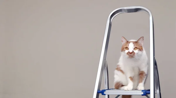 Красная Кошка Сидит Лестнице Концепция Ремонта Многоквартирного Дома — стоковое фото
