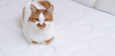Evcil kızıl kedi ortopedik bir yatakta dinleniyor. Sırtın ve vücudun için sağlık kavramı.