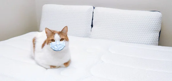 Gato Uma Máscara Médica Descansando Cama Casa Conceito Quarentena Pandemia — Fotografia de Stock