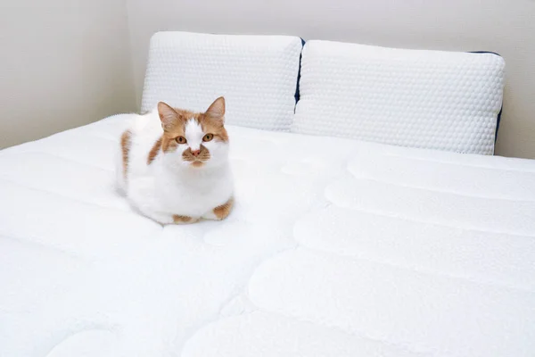 Gato Gengibre Doméstico Está Descansando Colchão Ortopédico Conceito Saúde Para — Fotografia de Stock