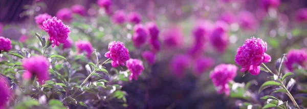Les Pivoines Roses Fleurissent Sous Soleil Fond Floral Pour Conception — Photo