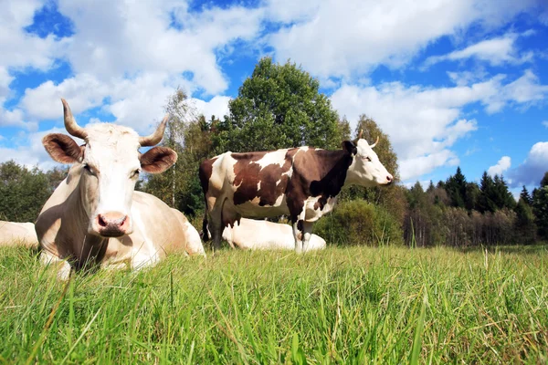 Vacca al pascolo — Foto Stock
