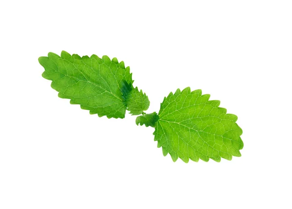 Lemon balm op wit — Stockfoto