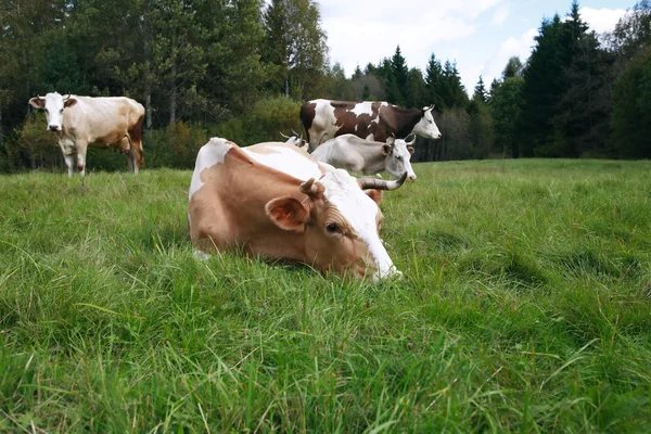 牛在牧场上 — 图库照片