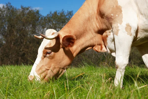 Vaca em pasto — Fotografia de Stock