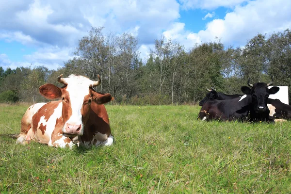 Ko på bete — Stockfoto