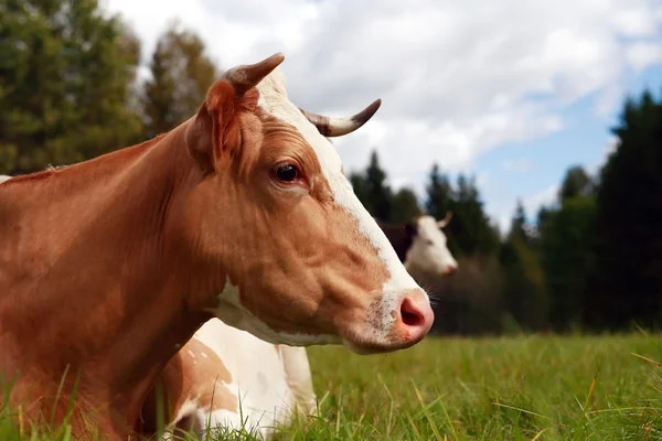 Ko på bete — Stockfoto