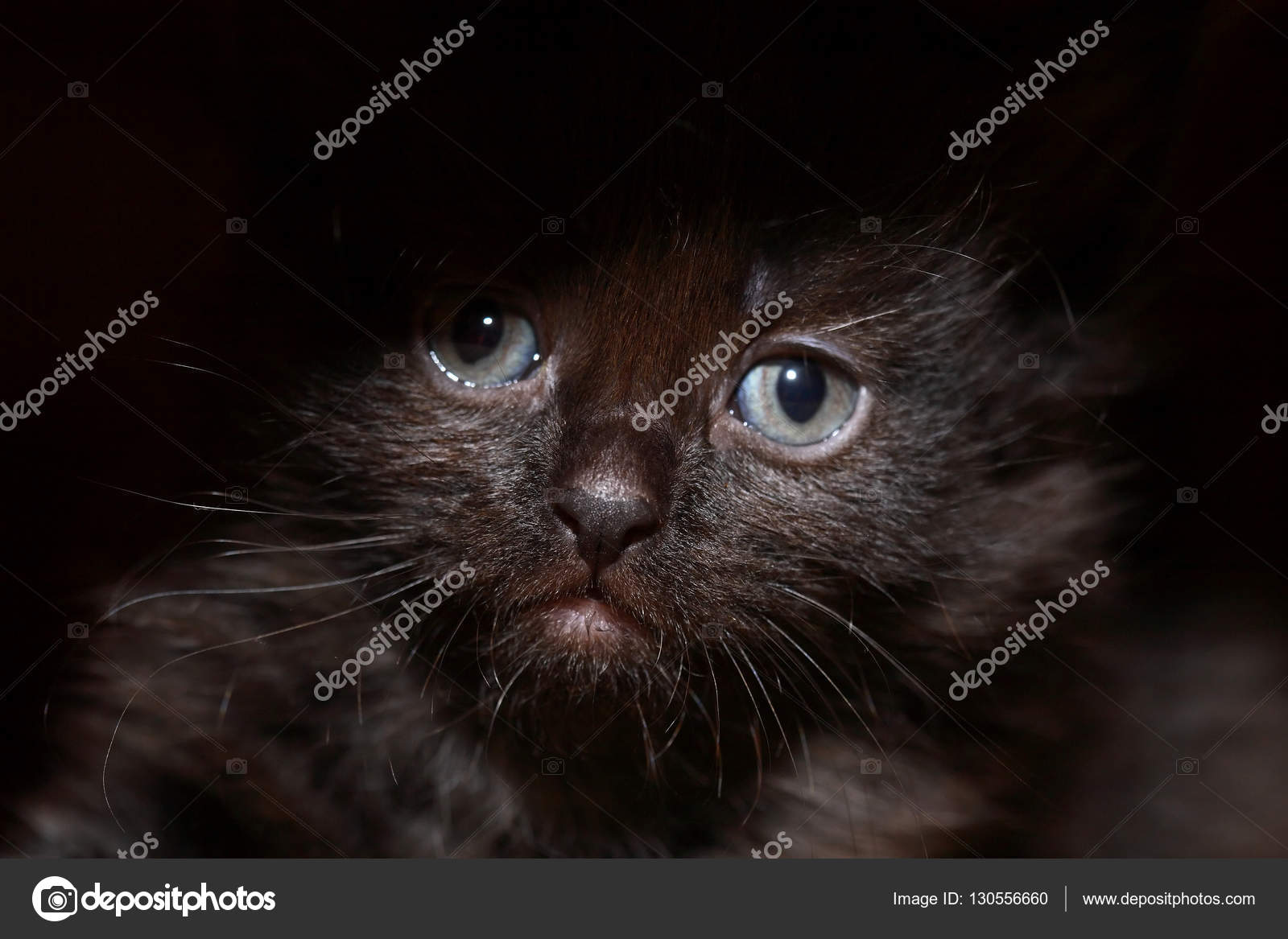 obrázek černé ženy kočička