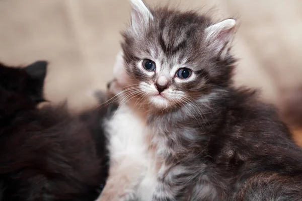 Retrato de gatito gris — Foto de Stock