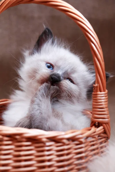 Kitty v košíku — Stock fotografie
