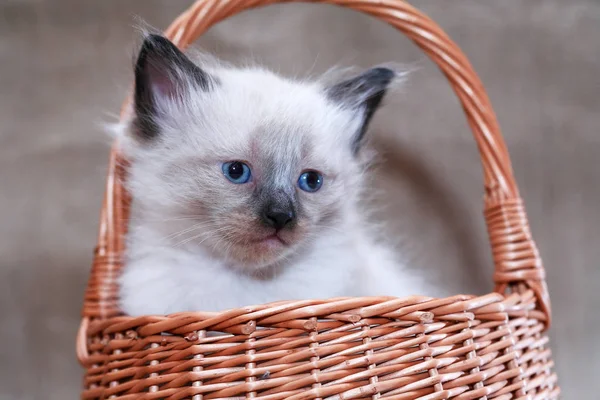 Gatito en cesta — Foto de Stock