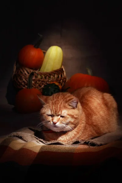 Рыжая домашняя кошка — стоковое фото