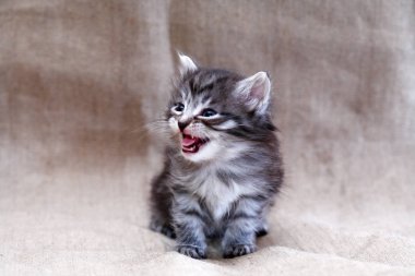 Kitty tuval üzerine