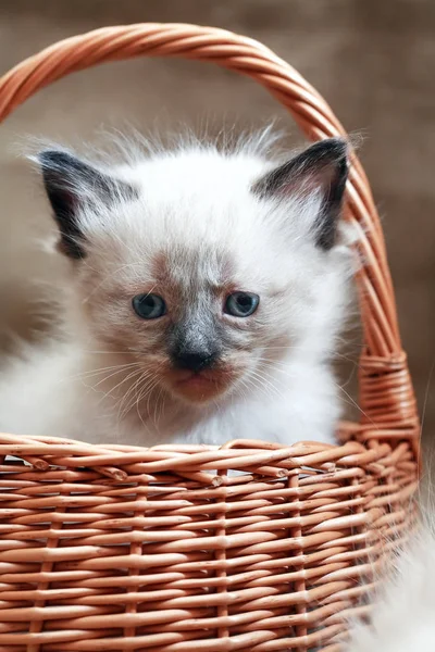 Gatito en cesta — Foto de Stock