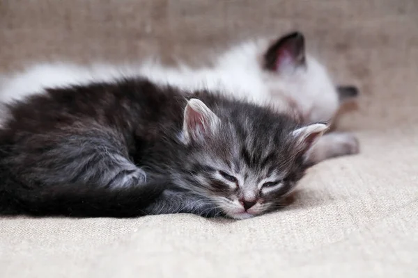 Спящие на канделябрах котята — стоковое фото