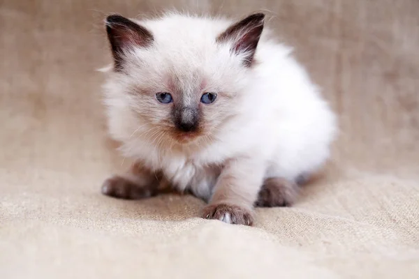 Gatito en la lona — Foto de Stock