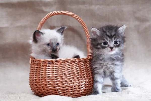 Gatito en cesta — Foto de Stock