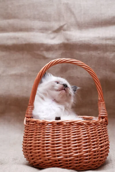 Kotek w koszyku — Zdjęcie stockowe
