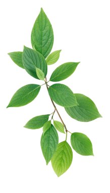 Beyaz yeşil yapraklar