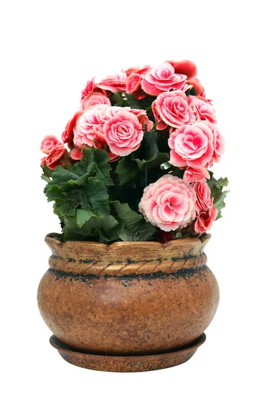 Bloemen In Pot geïsoleerd — Stockfoto