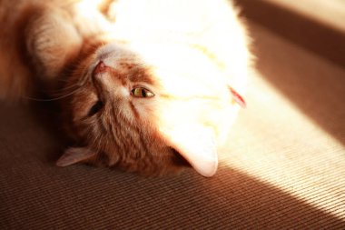 zencefil kedi portre