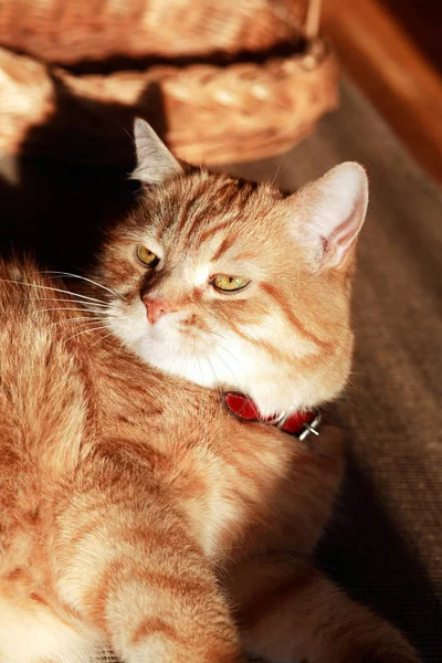 Retrato de Ginger Cat — Fotografia de Stock