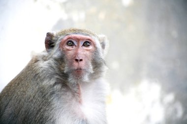 Rüya gibi maymun portre