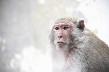 Rüya gibi maymun portre