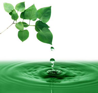 su üstünde yeşil yaprakları