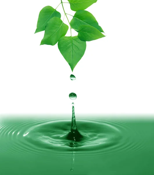 Πράσινα φύλλα πάνω από το νερό — Φωτογραφία Αρχείου