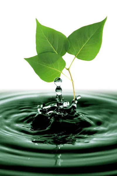 Green Leaves In Water — Stock Photo, Image