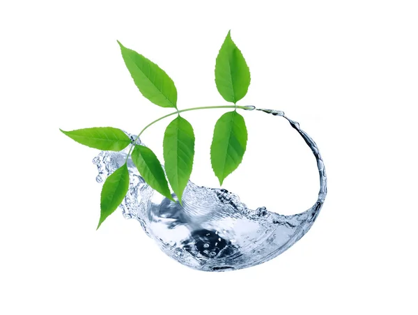 Green Leaves In Water — Stock Photo, Image