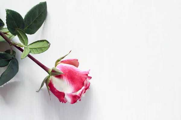 Rosa sobre blanco — Foto de Stock