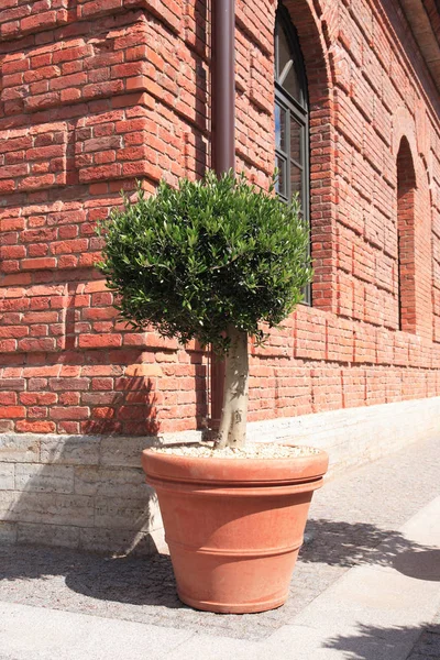 Árbol en maceta cerca de la pared —  Fotos de Stock