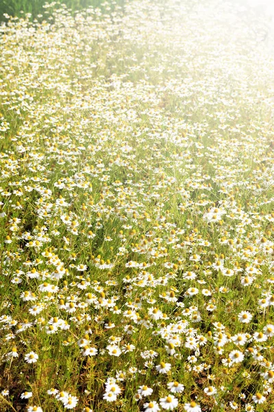 Daisy Flowers Field — Stock Photo, Image