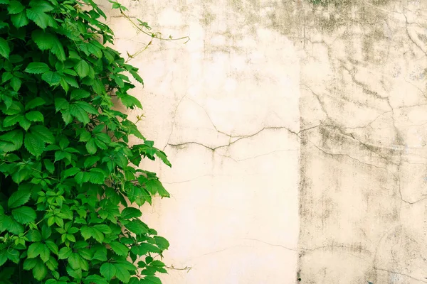 Leaves Against Wall — Fotografie, imagine de stoc