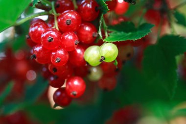 Taze Frenk üzümü Brunch