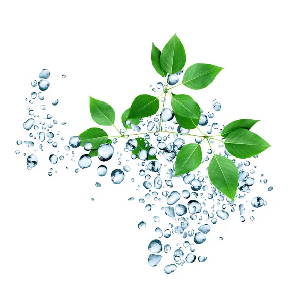 Zelené listy ve vodě — Stock fotografie
