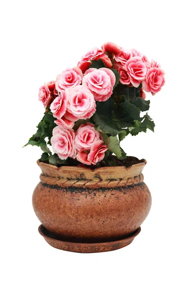 Flowers In Pot Isolated — Stock Photo, Image