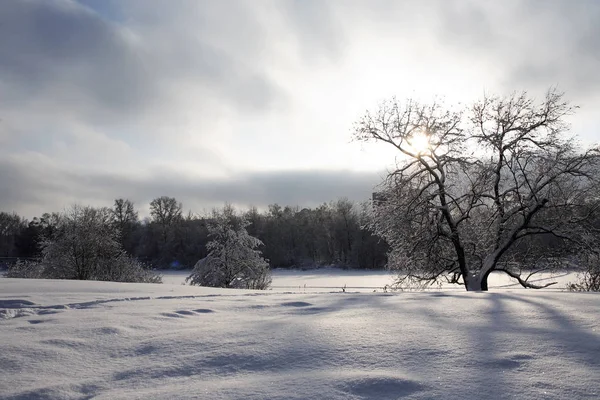 Beau fond d'hiver — Photo