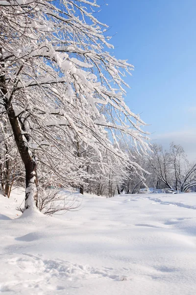 Güzel kış arkaplanı — Stok fotoğraf