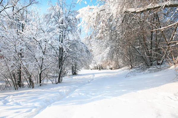 Fundo de inverno agradável — Fotografia de Stock