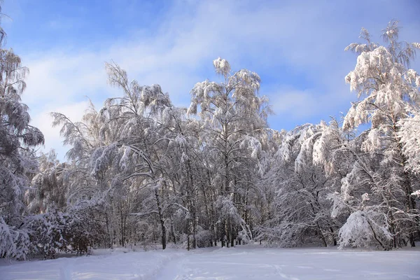 Bello sfondo invernale — Foto Stock