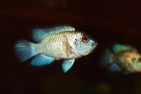 Schöne Aquarienfische — Stockfoto