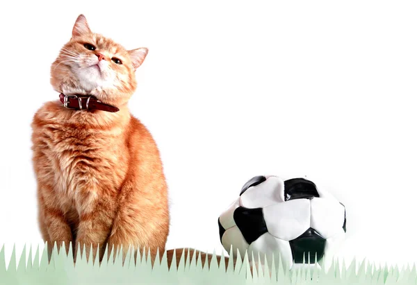 Gato futbolista cerca de bola — Foto de Stock