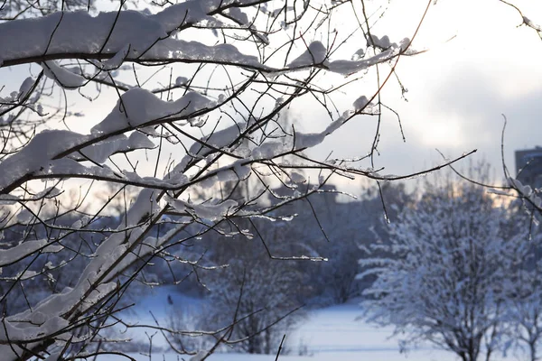 Trevlig vinter bakgrund — Stockfoto