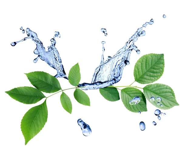 Zelené listy na vodě — Stock fotografie