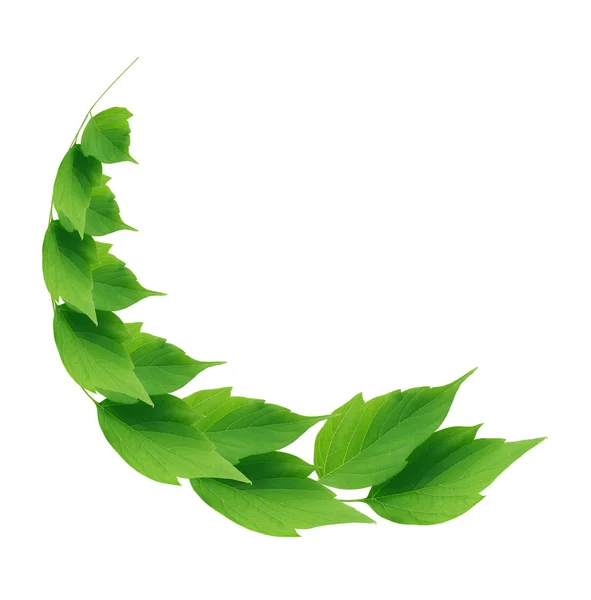 Green Leaves On White — Stock Photo, Image